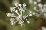 Littleleaf buckbrush